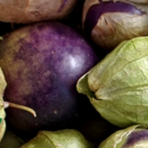 Order Purple Tomatillo seeds online from the USA to grow fresh, tasty tomatillos perfect for Mexican salsas and sauces. Perfect for making Mexican salsas and sauces.