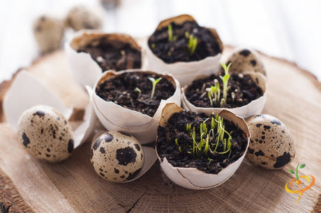 Which are the most popular vegetable seeds to plant in March?