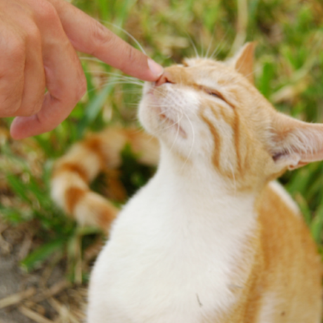 Which Plants Do Bunnies, Cats, Dogs, and Chickens Like to Eat?