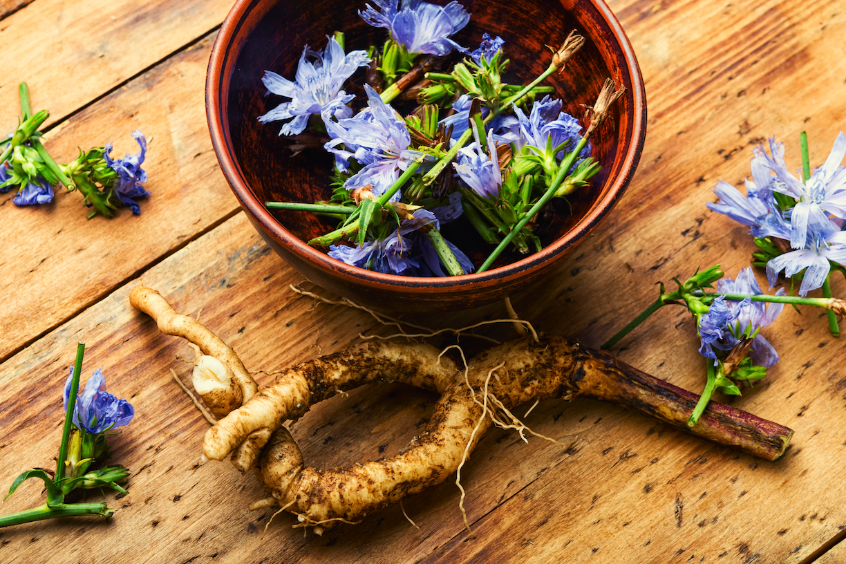All Chicory Seeds