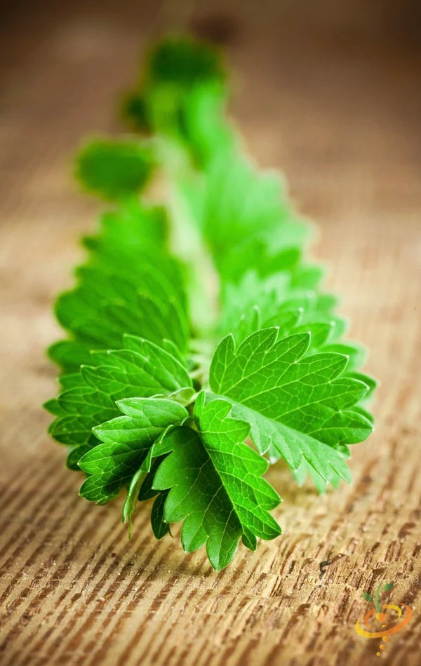 All Salad Burnet Herb Seeds