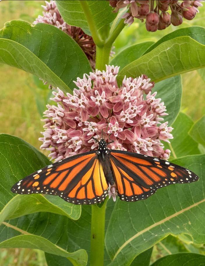 Buy Milkweed Asclepias Monarch Butterfly Flower Seeds online from USA