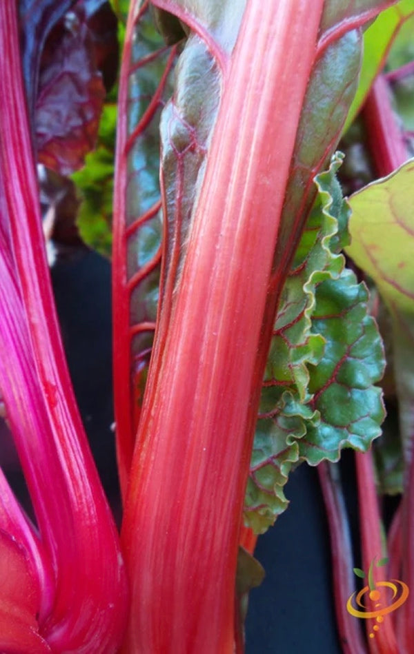 All Chard Seeds