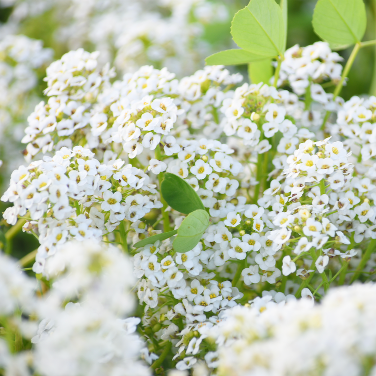 Alyssum, Carpet of Snow (Sweet Alyssum) Flowers Seeds