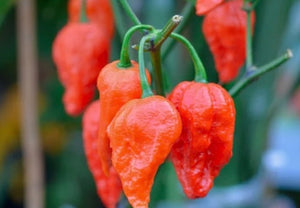 *NEW!* SUPER HOT PEPPERS! 🥵🔥🌶️ Garden Variety Pack