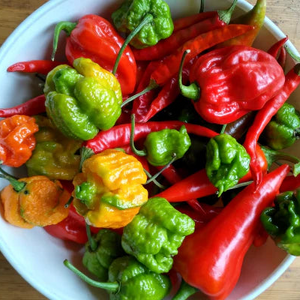 *NEW!* SUPER HOT PEPPERS! 🥵🔥🌶️ Garden Variety Pack