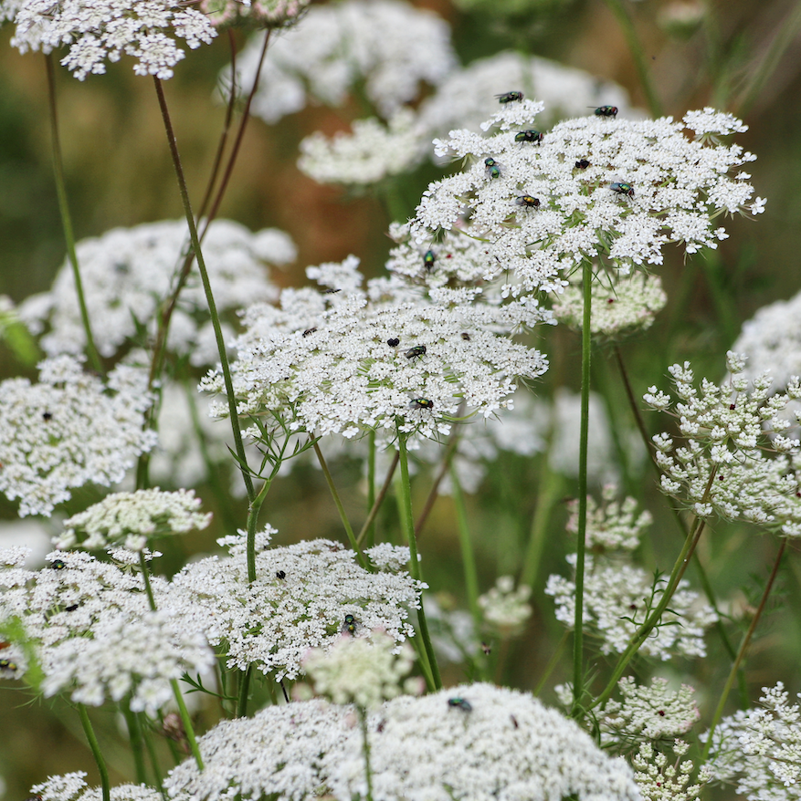 Queen Anne's Lace Flowers