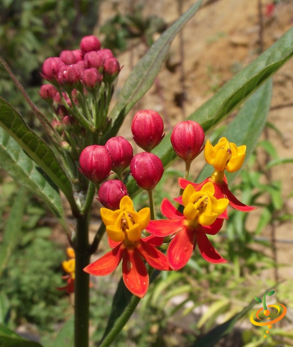 Wildflowers - Hummingbird & Butterfly Scatter Garden Seed Mix - SeedsNow.com