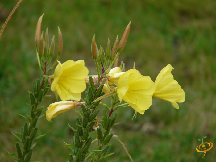 Wildflowers - Exotic Mountain Scatter Garden Seed Mix - SeedsNow.com