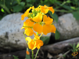 Wildflowers - Dryland Scatter Garden Seed Mix - SeedsNow.com