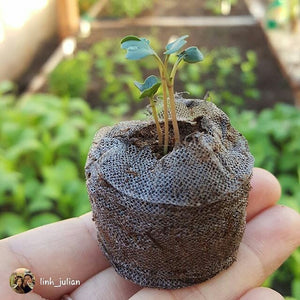 Mini Seed Starting Pods - SeedsNow.com