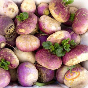 Order high quality Purple Top White Globe seeds from USA for your organic vegetable garden!  Shop Open-pollinated OP, fresh, Heirloom, NON-GMO organic seeds & more!