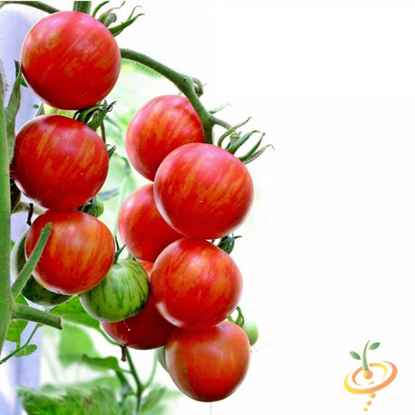 Cluster of ripe heirloom organic Tomato Tigerella fruits on the vine with distinctive red and orange streaks