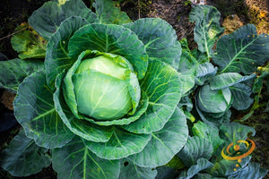 Cabbage - All Season.