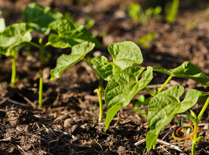 Bean (Bush) - Contender.