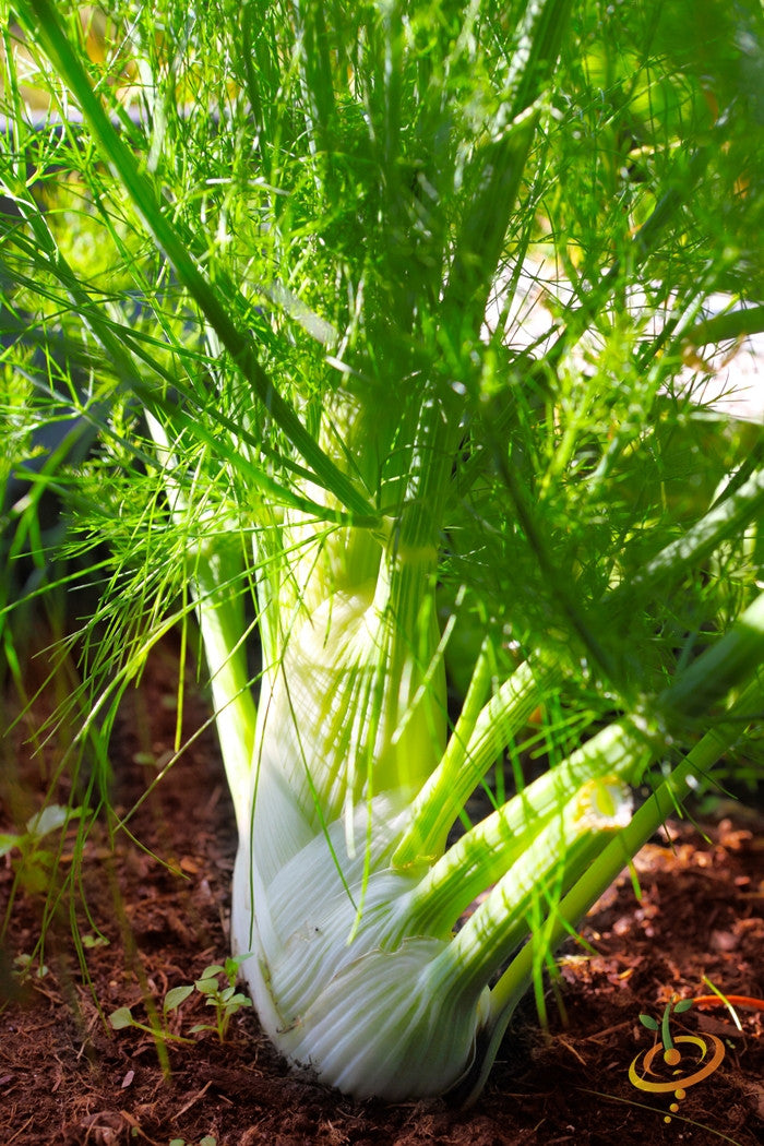 Fennel.