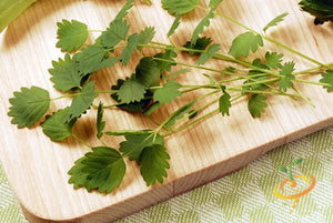 Salad Burnet.