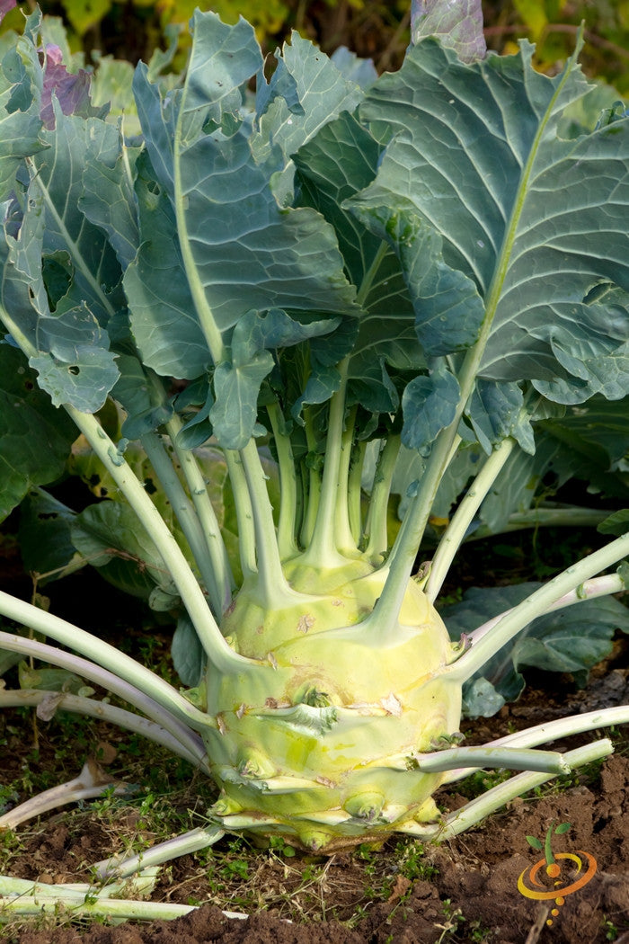 Kohlrabi - Delicatesse, Blue.