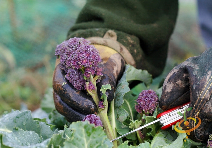 Broccoli - Early Purple.