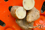 Potato (Late-Season) Fingerling - Russian Banana (ORGANIC) - SeedsNow.com