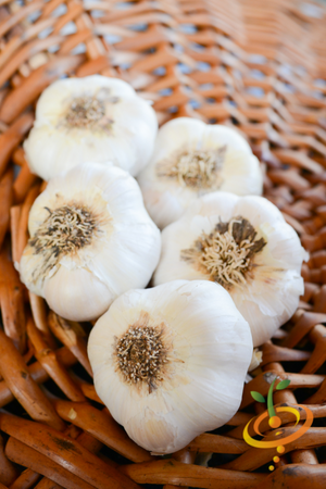 Garlic - (Soft Neck) Early Purple Italian (Organic) *PRE-ORDER* - SeedsNow.com