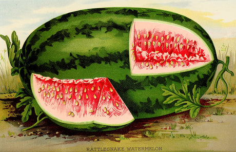 Fresh Georgia Rattlesnake watermelon from SeedsNow, showcasing ripe, striped green exterior and juicy red interior.