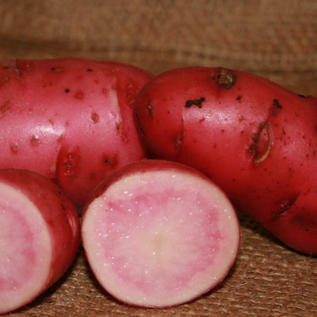 Potato (Late-Season) Fingerling - Red Thumb (Organic/Heirloom) - SeedsNow.com