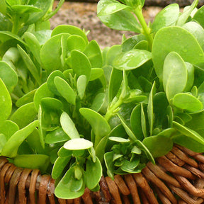Close-up of green purslane seeds from SeedsNow.com, showing small, oval-shaped seeds on a neutral background.