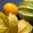 Tomatillo - Ground Cherry - SeedsNow.com