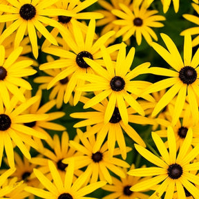 Close-up of Black-Eyed Susan flower seeds, vibrant yellow petals and dark centers, from SeedsNow-Flowers.