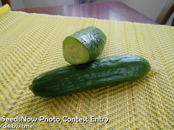 Cucumber - Tendergreen Burpless.