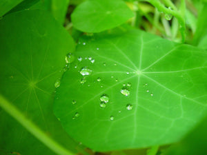 Nasturtium - Dwarf Jewel Mix - SeedsNow.com