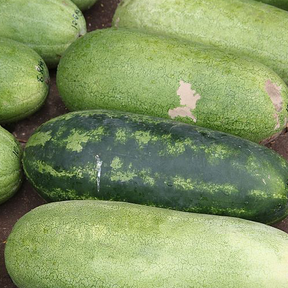 Fresh green and pink watermelon seeds from SeedsNow, ideal for planting Jubilee watermelon varieties.