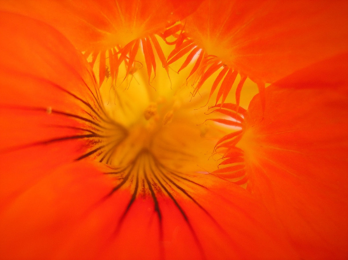 Nasturtium - Alaska Mix - SeedsNow.com