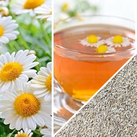 Chamomile, German.