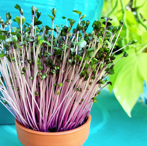 Organic Red Cabbage Microgreens from SeedsNow, fresh sprouts with vibrant red leaves and tender green stems.