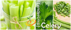 Celery - Tendercrisp.