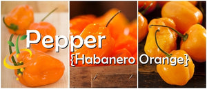 Pepper - Habanero Orange.