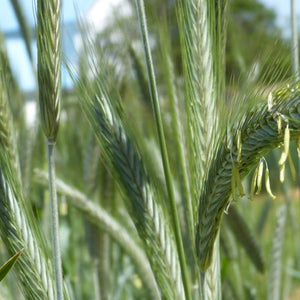 Cover crop image featuring fall and winter rye seeds from SeedsNow-CoverCrops, showing healthy rye seeds ready for planting.